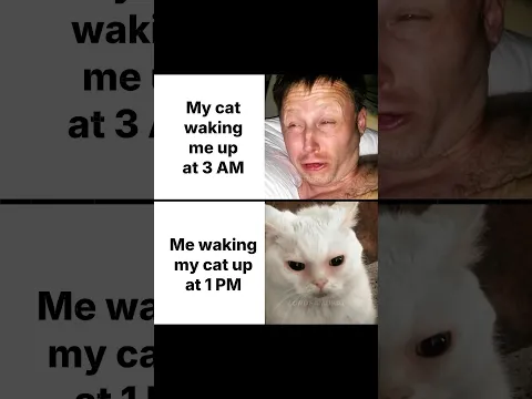 ME VS MY CAT #memes #cat #funny