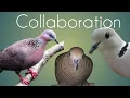 Download Lagu Stress-free turtle dove sound collaboration   (ᶜᵒˡˡᵃᵇᵒʳᵃᵗⁱᵒⁿ ᵒᶠ ᵗᵘʳᵗˡᵉᵈᵒᵛᵉ ˢᵒᵘⁿᵈˢ ᵃⁿᵈ ᶠʳᵉᵉ ᵗʳᵉˢˢ)