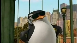 بطاريق مدغشقر حلقه السنجاب الاحمر 