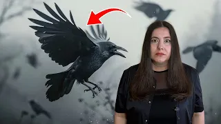 Вороны помнят ваше лицо годами и мстят?