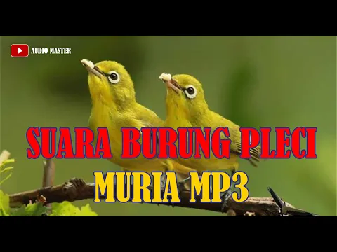 Download MP3 SUARA BURUNG PLECI MURIA MP3