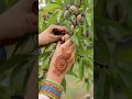 Lagu How to Cut Almond on tree/badam tree#Natural#Healthy #Satisfying #short #Badam #ASMRSound
