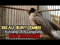 Download Lagu Suara Burung Kutilang Gacor TARUNG Tanpa isian, Ampuh untuk pikat Kutilang jadikan Kutilang Ribut,