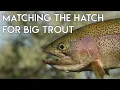 Download Lagu Matching the Hatch for Big Trout