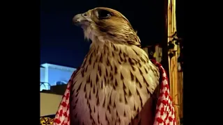 شيله ساقني سم من طعم سمسم نسم و انتسم اداء فلاح المسردي 