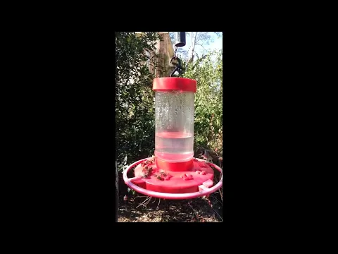 Black-chinned Hummingbird, Baton Rouge, 1/8/2016