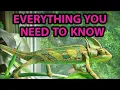 ULTIMATE VEILED CHAMELEON CARE GUIDE