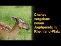 Download Lagu Chance vergeben: neues Jagdgesetz in Rheinland-Pfalz