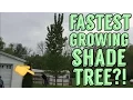 Fastest Growing Shade Tree in America Hybrid Poplar Review 3 Years after planting