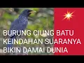 Lagu BURUNG CIUNG BATU dan. KEINDAHAN. SUARANYA #burungciungbatu