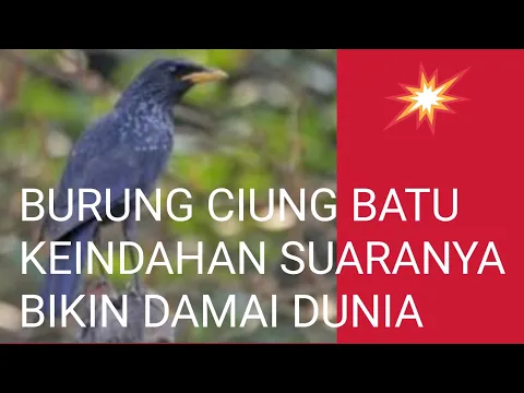 Download MP3 BURUNG CIUNG BATU dan. KEINDAHAN. SUARANYA #burungciungbatu