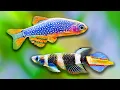 Top 10 Fish For 5 Gallon Aquarium Besides Bettas