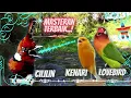 Download Lagu Cililin - Kenari - Lovebird || Tembakan Panjang Joss..! Buat Masteran
