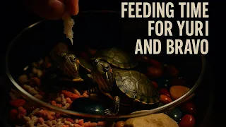 feeding time for yuri u0026 bravo relaxing tortoise asmr close up moments