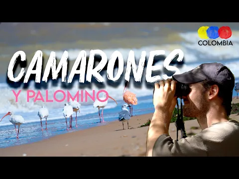 Birding in Camarones, La Guajira | Flamingos & More