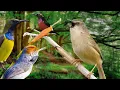 Download Lagu Masteran Burung Kecil Suara Pedas durasi panjang paling bagus buat murai