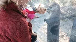 OTTER AND DOG ARE FRIENDS
