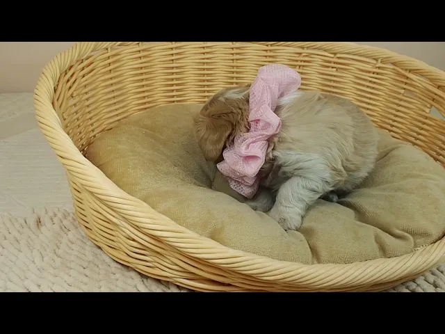 動画