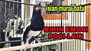 7 detik bikin emosi poci kacer isian murai batu jadi nyaut dan ngamuk