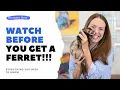What is a Ferret Ferrets as Pets 101