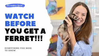 What is a Ferret Ferrets as Pets 101