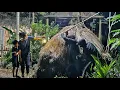 Download Lagu Two strangers broke into the farm at midnight. What will happen to poor little girl Ly Tieu Lien?