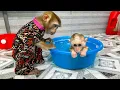 Download Lagu Monyet Kaka terlihat sangat lucu melihat Monyet Mit mandi.