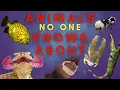 Download Lagu 25 Animals You Haven't Heard Of...Maybe - Part Three