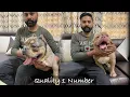 XXL Micro Nano American Bully 20 American Bully SCOOBERS