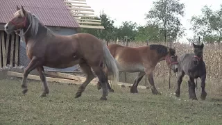 caii lui mihai de la turda noua achizitie 2017