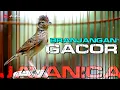 Download Lagu BRANJANGAN JAVANICA GACOR NGLEPER NEMBAK ISIAN PEDES TAJEM