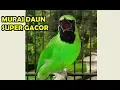 Download Lagu Burung Murai Daun Jumbo Super Gacor Siap Dikonteskan