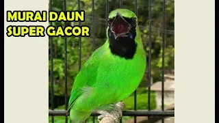 Download Burung Murai Daun Jumbo Super Gacor Siap Dikonteskan MP3