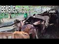 BENGKEL SAPI KURUS, RUSAK DAN SAKIT #cow