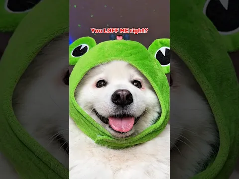 Are you ignoring me Bestie? 👀 ib:lukefranchina #cutedog #dogshorts #dog #relatable #samoyed #puppy