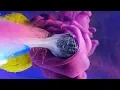 Download Lagu Ink In Motion