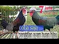 Download Lagu MASTERAN AYAM HUTAN HIJAU, YANG MACET BUNYI WAJIB NYAUT..