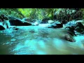 Download Lagu 10 menit Relakasasi - Suara Air Mengalir - Di hutan Tropis