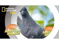 Pigeon Genius Awesome Animals