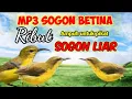 Download Lagu SUARA PIKAT SOGON BETINA RIBUT Ampuh Untuk Pikat Sogon Liar