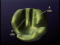 Ribosomes