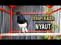 Download Lagu kacer gacor NGEPLONG TARUNG ini paling AMPUH buat PANCINGAN KACER agar EMOSI