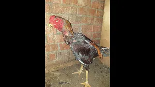 لو اول مره تربي الفراخ الهندي مش عارف بتبيض امتى وتطلع امتى وهل الفراخ الهندي بتتاكل من عمر قد اي 