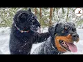 Black Panther Raised By A Lady Made Friendship With A Rottweiler PECO