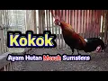 inilah suara asli Kokok Ayam hutan Merah Sumatera di kandang Aden Aji