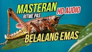 masteran belalang emas jernih kombinasi suara air yang mantab 