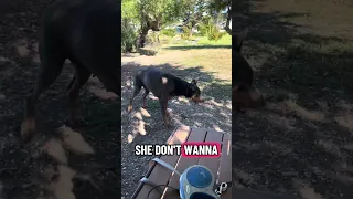 #Fyp #dream #YouTube #doberman #pets