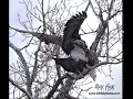 Mating Eagle GIF 2