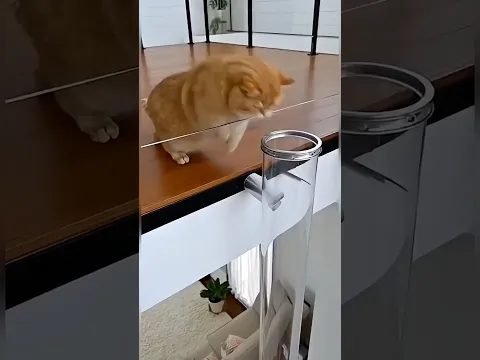 Very flexible cat