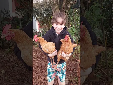 Felipe se diverte cuidando das galinhas 🐔 #1million #fazendinha #kids